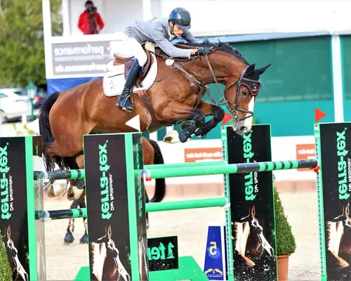 Jinete de torneo para caballos de salto de 4 a 8 años