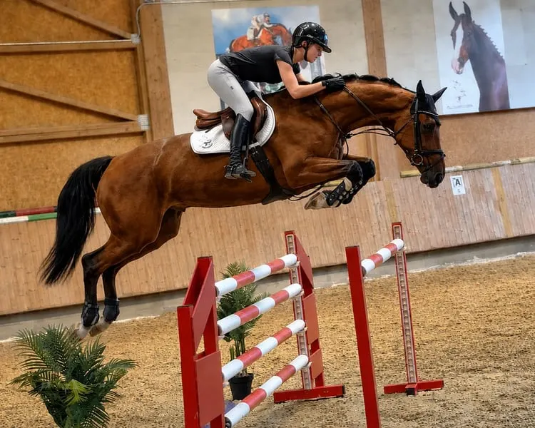 top rittige 5 jährige Springstute mit Qualität