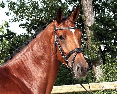 top rittige 5 jährige Springstute mit Qualität