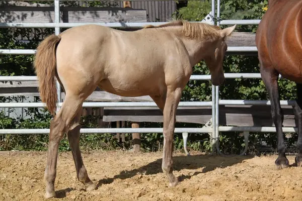 Rarität - großes und wunderschönes PRE Stutfohlen, Isabela negra