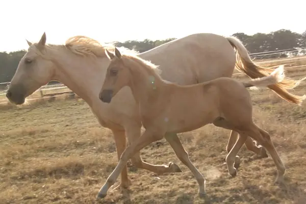 PRE Palomino Hengstfohlen - Paco Marti Abstammung