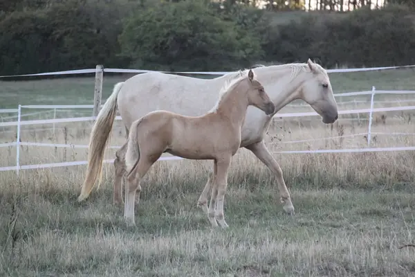 PRE Palomino Hengstfohlen - Paco Marti Abstammung