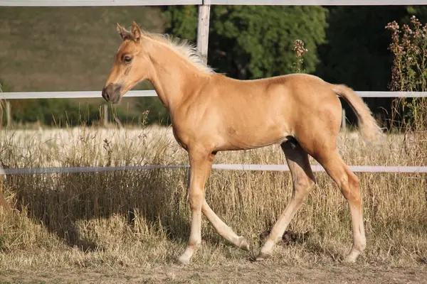 PRE Palomino Hengstfohlen - Paco Marti Abstammung