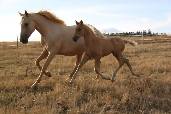 PRE Palomino Hengstfohlen - Paco Marti Abstammung