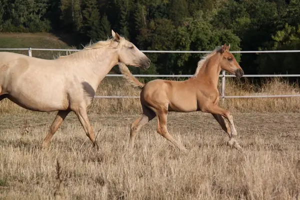 PRE Palomino Hengstfohlen - Paco Marti Abstammung