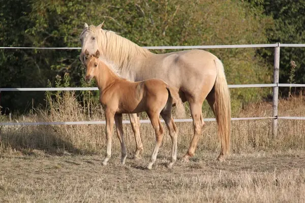 PRE Palomino Hengstfohlen - Paco Marti Abstammung