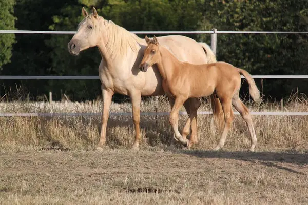 PRE Palomino Hengstfohlen - Paco Marti Abstammung
