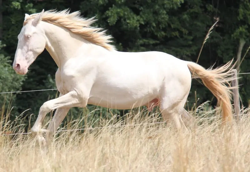 Bewegungsstarker PRE Hengst Perlino 2,5 Jahre