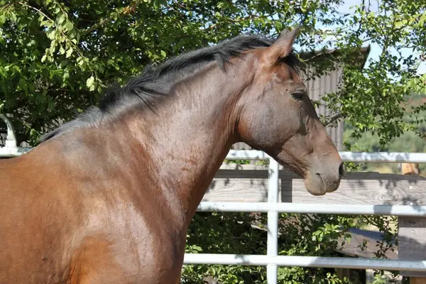 Sehr liebe, 8jährige gekörte PRE Stute, dunkelbraun mit Pearl-Gen