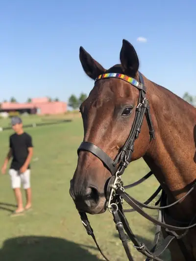 AUTHENTIC POLO RANCH NEAR BUENOS AIRES.