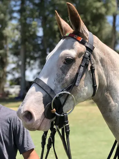 AUTHENTIC POLO RANCH NEAR BUENOS AIRES.