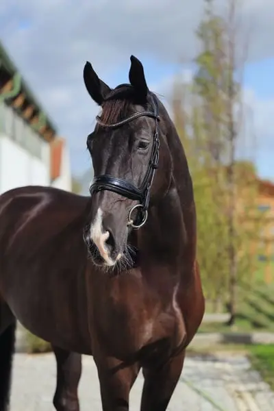 TOP QUALITÄT 7J WALLACH
