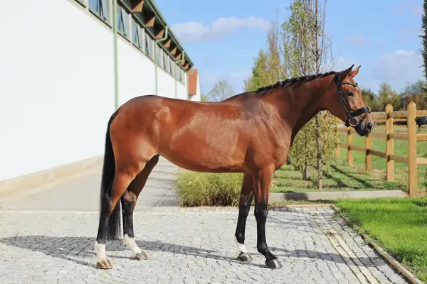 4-jährige bildschöne Stute mit Top-Charakter und vielversprechend