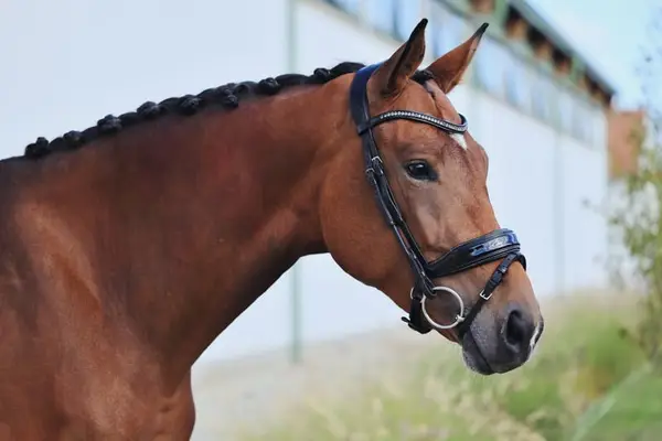 4-jährige bildschöne Stute mit Top-Charakter und vielversprechend