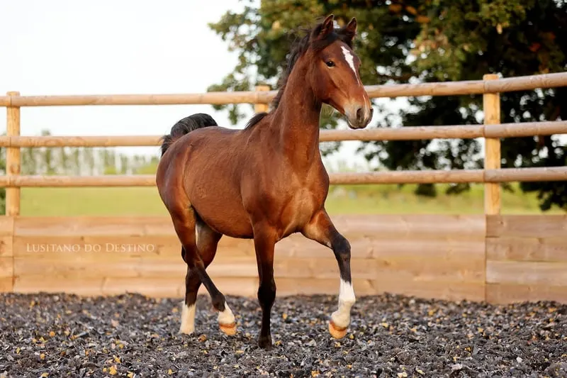 Wunderschöner Lusitano für den Sport