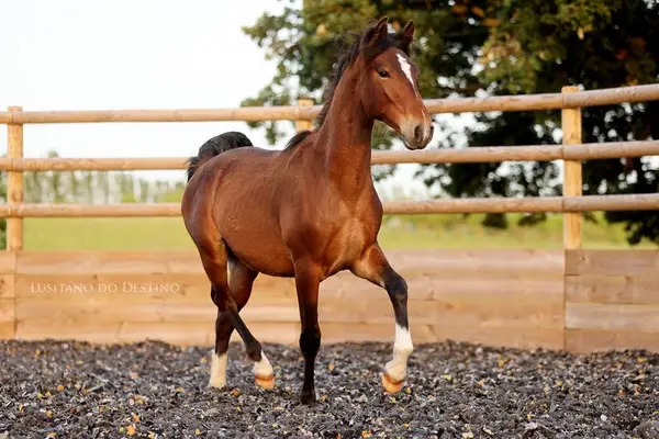 Wunderschöner Lusitano für den Sport