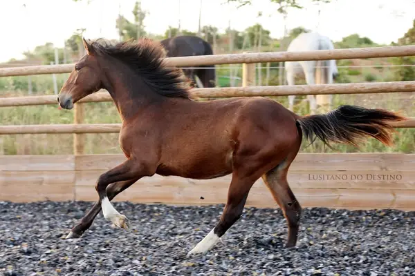 Wunderschöner Lusitano für den Sport