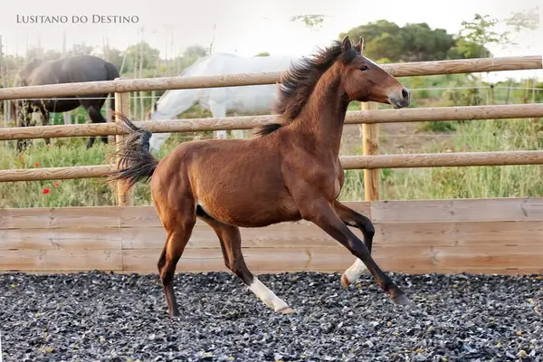 Wunderschöner Lusitano für den Sport