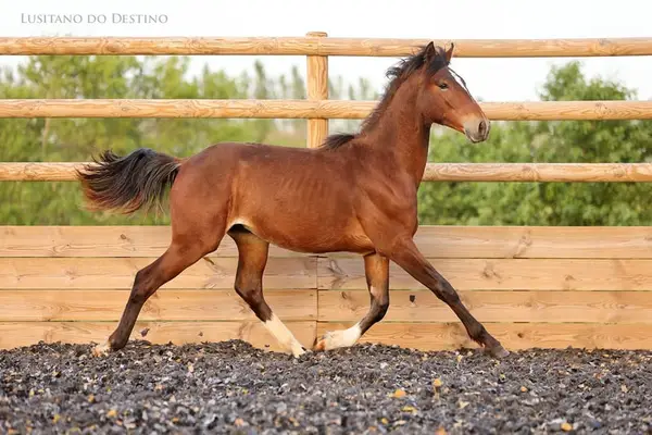 Wunderschöner Lusitano für den Sport