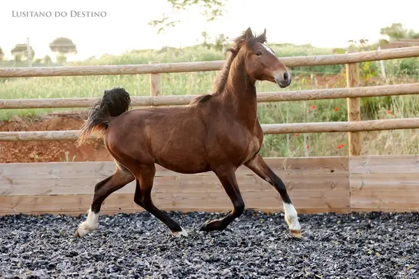 Wunderschöner Lusitano für den Sport