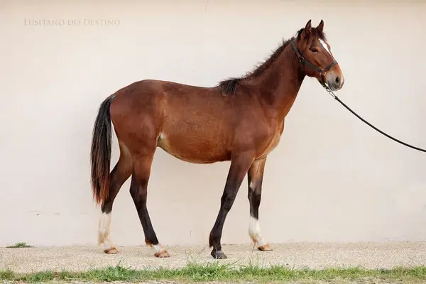 Wunderschöner Lusitano für den Sport
