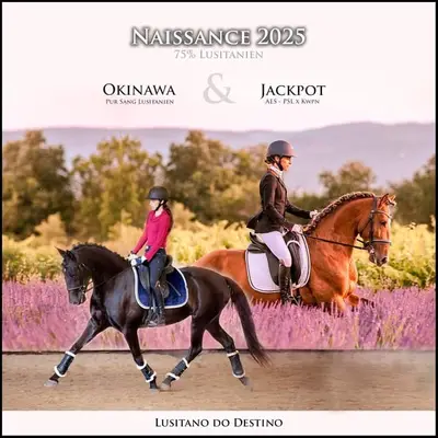 Wunderschöner Lusitano für den Sport