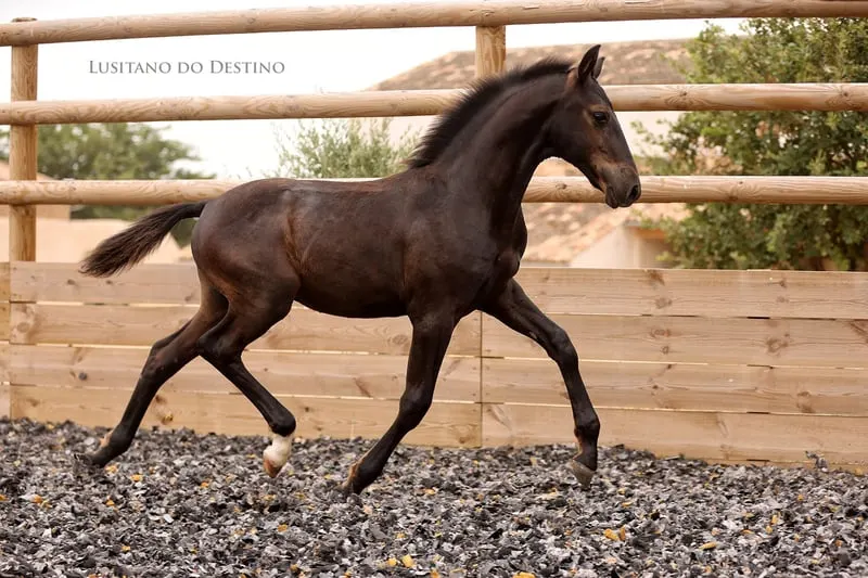 Lusitano Sport