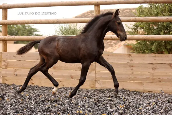 Lusitano Sport