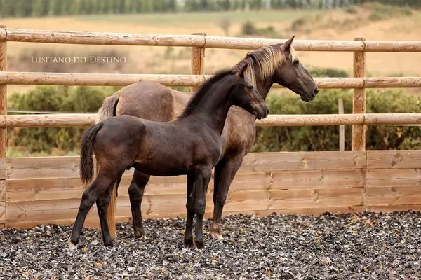 Lusitano Sport