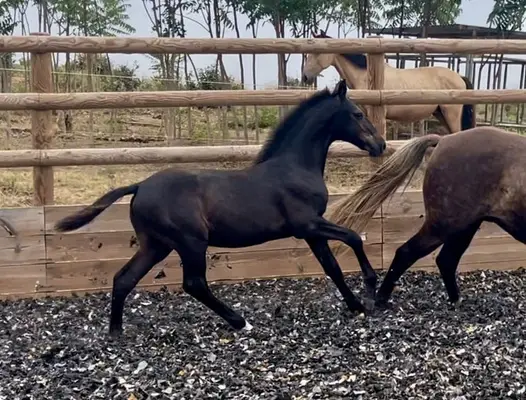 Lusitano Sport