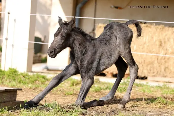 Lusitano Sport