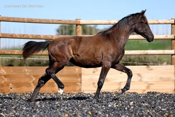 Wunderschöne Lusitano-Sportstute