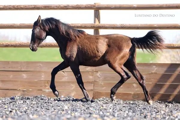 Wunderschöne Lusitano-Sportstute
