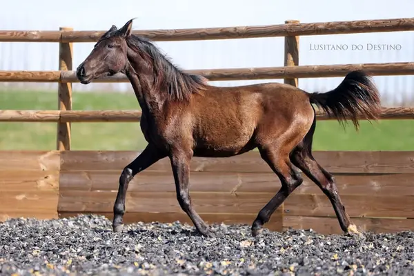 Wunderschöne Lusitano-Sportstute