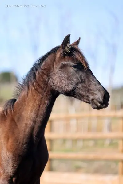 Wunderschöne Lusitano-Sportstute