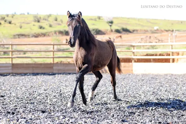 Wunderschöne Lusitano-Sportstute