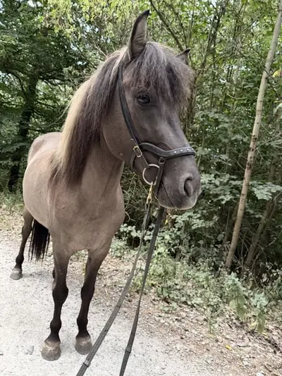 Hübsche und liebe Islandstute für Freizeit