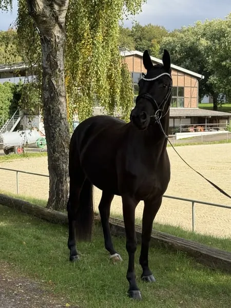 Ausdrucksstarke, ambitionierte 4-jährige Rappstute für den Sport