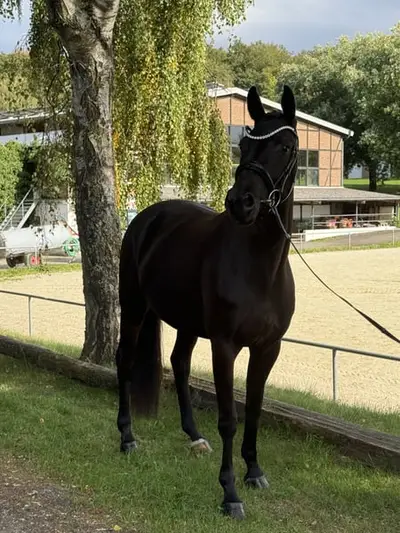Ausdrucksstarke, ambitionierte 4-jährige Rappstute für den Sport
