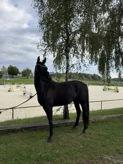 Ausdrucksstarke, ambitionierte 4-jährige Rappstute für den Sport