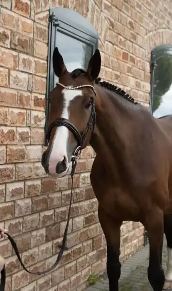 5-jährige dunkelbraune Stute – Sport & Amateurpferd 🤎🐴