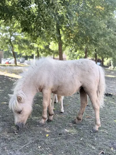 Palomino Foal Mare