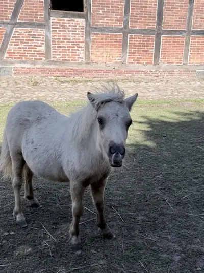 Palomino Stutfohlen