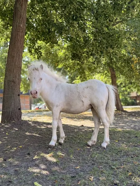 Traum Pony