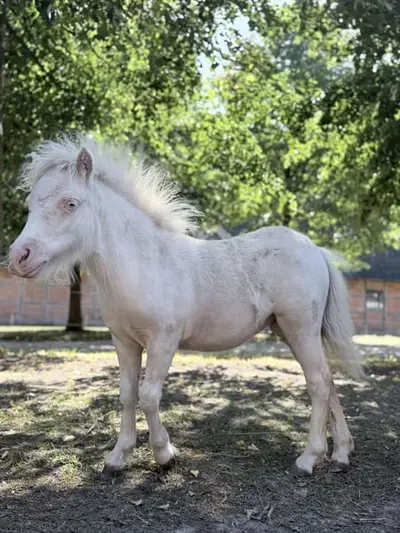 Traum Pony