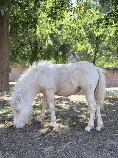 Traum Pony