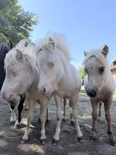 Traum Pony