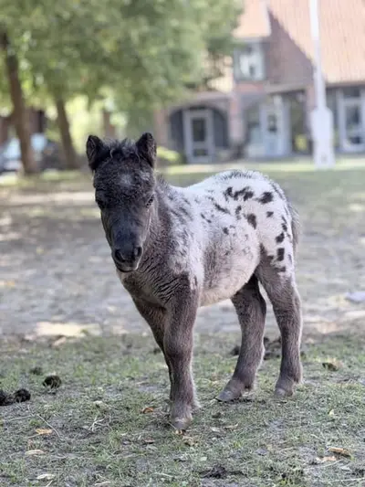 Herzensbrecher sucht ein neues zuhause