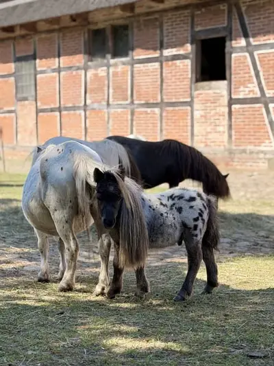 Herzensbrecher sucht ein neues zuhause