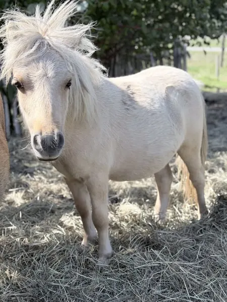 Barbiepony sucht Traum zuhause